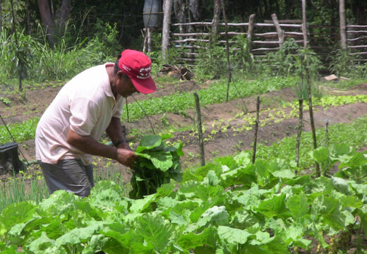 Projeto de Lei que institui o Plano Municipal de Agricultura “Campo Forte, Campo Feliz”  é aprovado pela Câmara de Vereadores de Alagoinhas