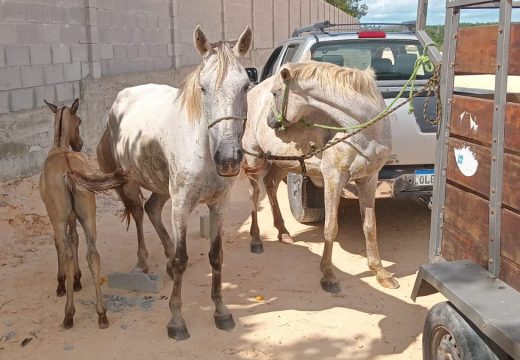 Alagoinhas: mais de 50 animais foram apreendidos em vias públicas este ano